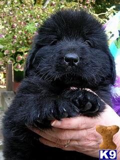 Puppies in WV